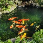 hồ cá koi đẹp nước trong