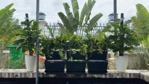 lọc dàn mưa bakki