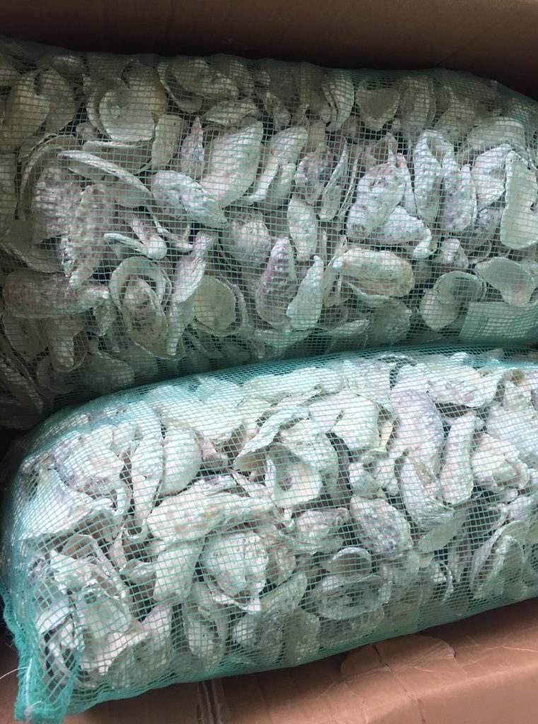 vỏ hàu ion lọc nước